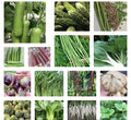 Asian Vegetable Seeds - 20+ Variety Heirloom Non-GMO - Perfect for Home Gardening