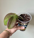 Hoya Cutting - Rooted Sunstressed Cutting - Hoya Quinquenervia - Ideal for Houseplant Enthusiasts