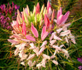 Pink Queen Spider Plant Seeds - 100 Pack - Clome Spinosa Perennial - US Seller - Flowering Bee Attractor