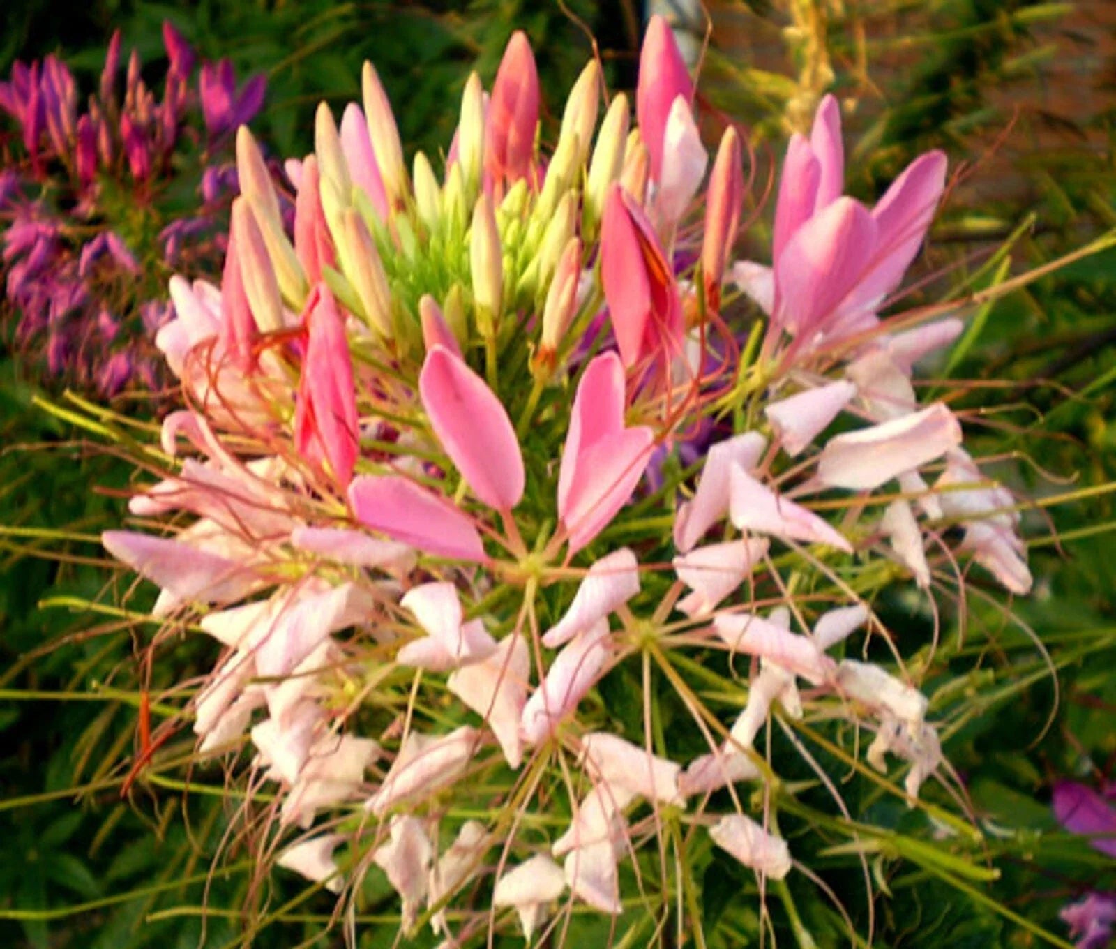 Pink Queen Spider Plant Seeds - 100 Pack - Clome Spinosa Perennial - US Seller - Flowering Bee Attractor