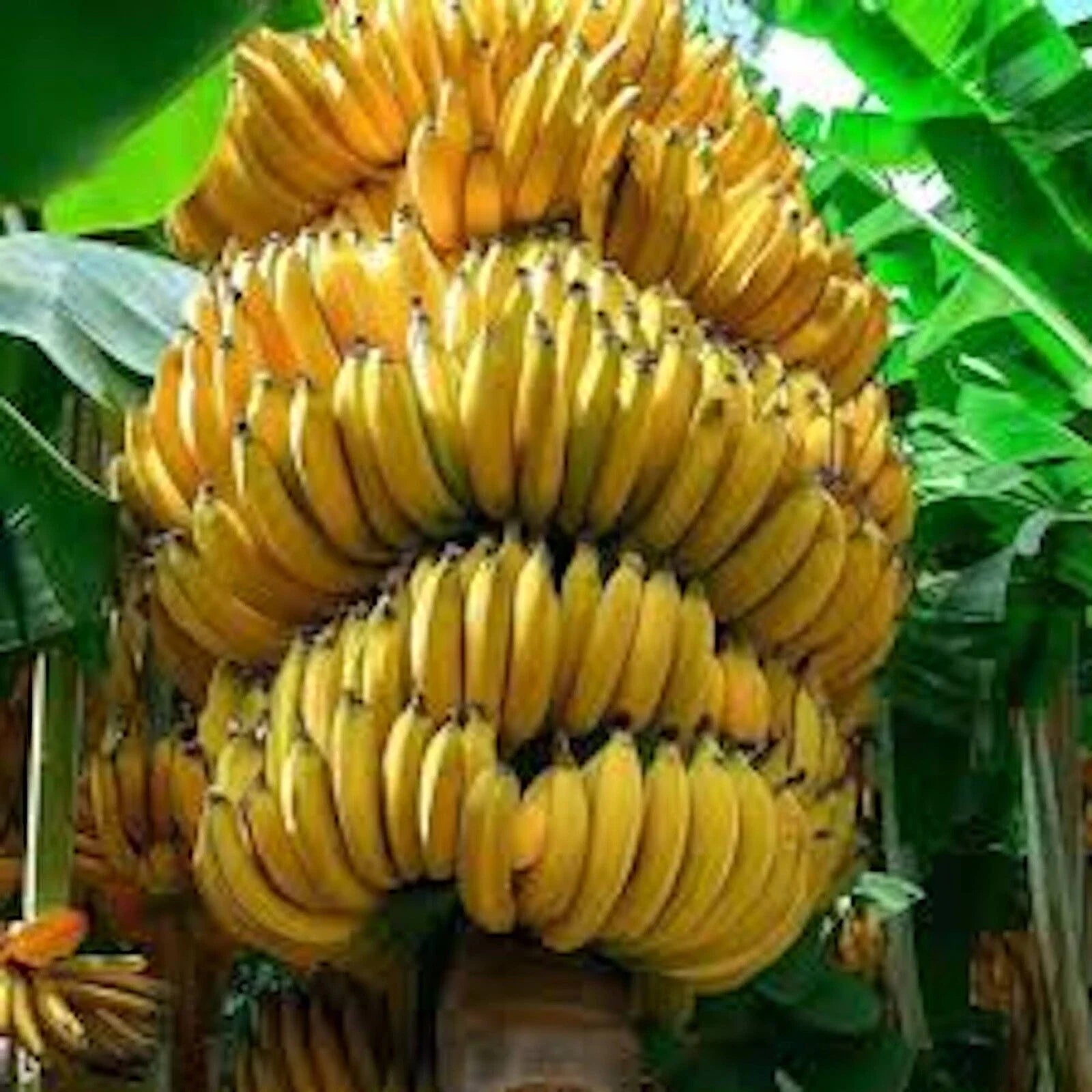 Banana Tree Starter Plant - 3 Gran Nain Musa acuminata - Dwarf Fruit Tree for Garden or Pots - Sweet Bananas