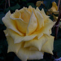 Climbing Rose Plant 2-Year-Old Royal Gold Everblooming Yellow Rosa 'Royal Gold'