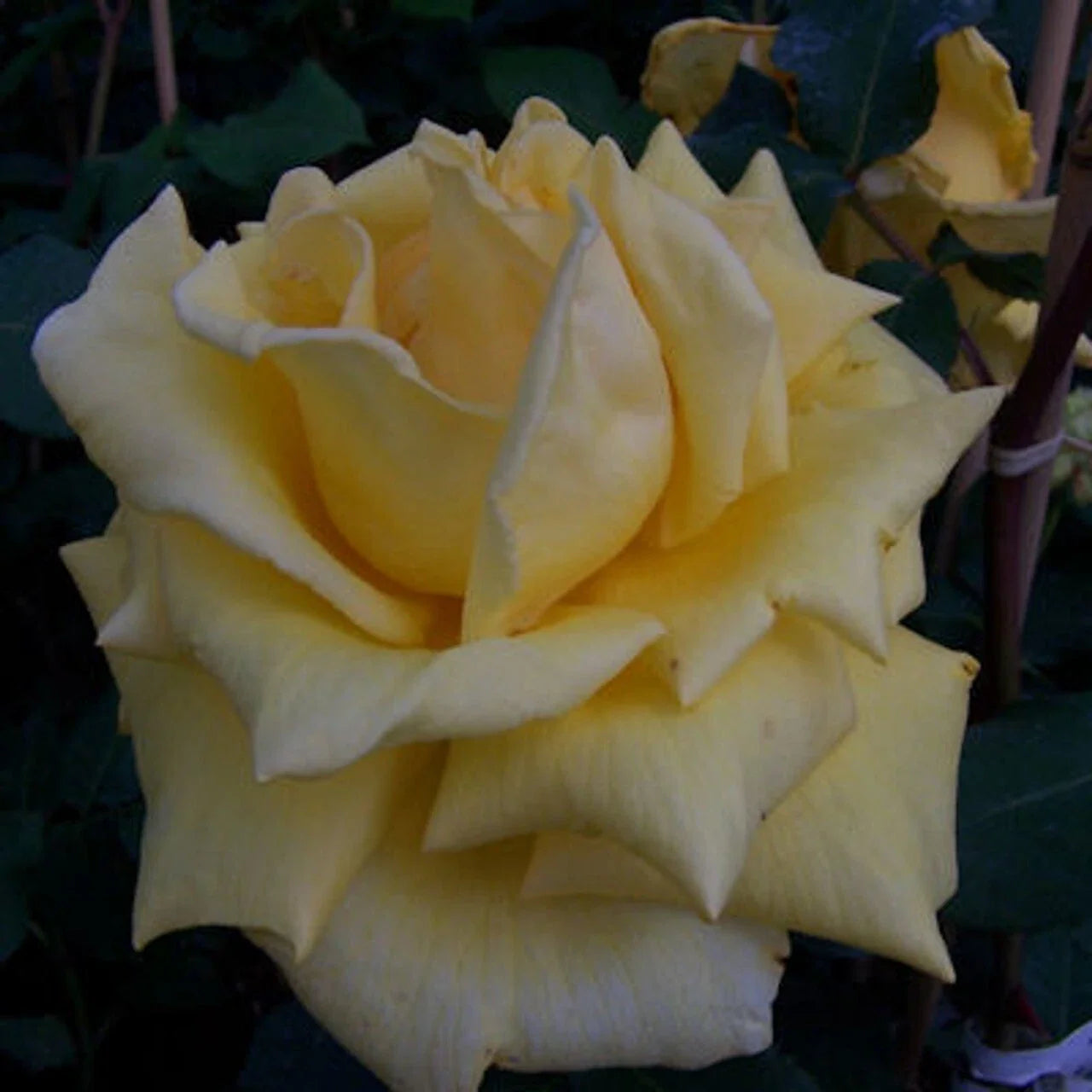 Climbing Rose Plant 2-Year-Old Royal Gold Everblooming Yellow Rosa 'Royal Gold'