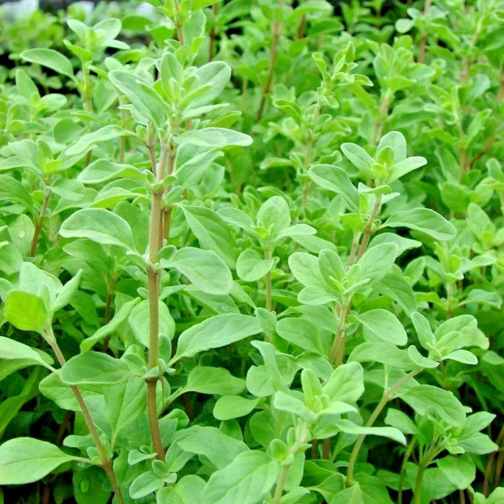 Organic Sweet Marjoram Seeds - 1001+ Count for Herb Garden, Indoor Container, Groundcover - Origanum majorana