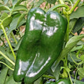 Poblano Ancho Hot Pepper Seeds - Organic Vegetable Seeds for Summer Garden - Capsicum annuum