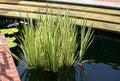 Cold Hardy Variegated Sweet Flag Aquatic Plant - Ideal for Ponds - Acorus gramineus 'Variegatus'