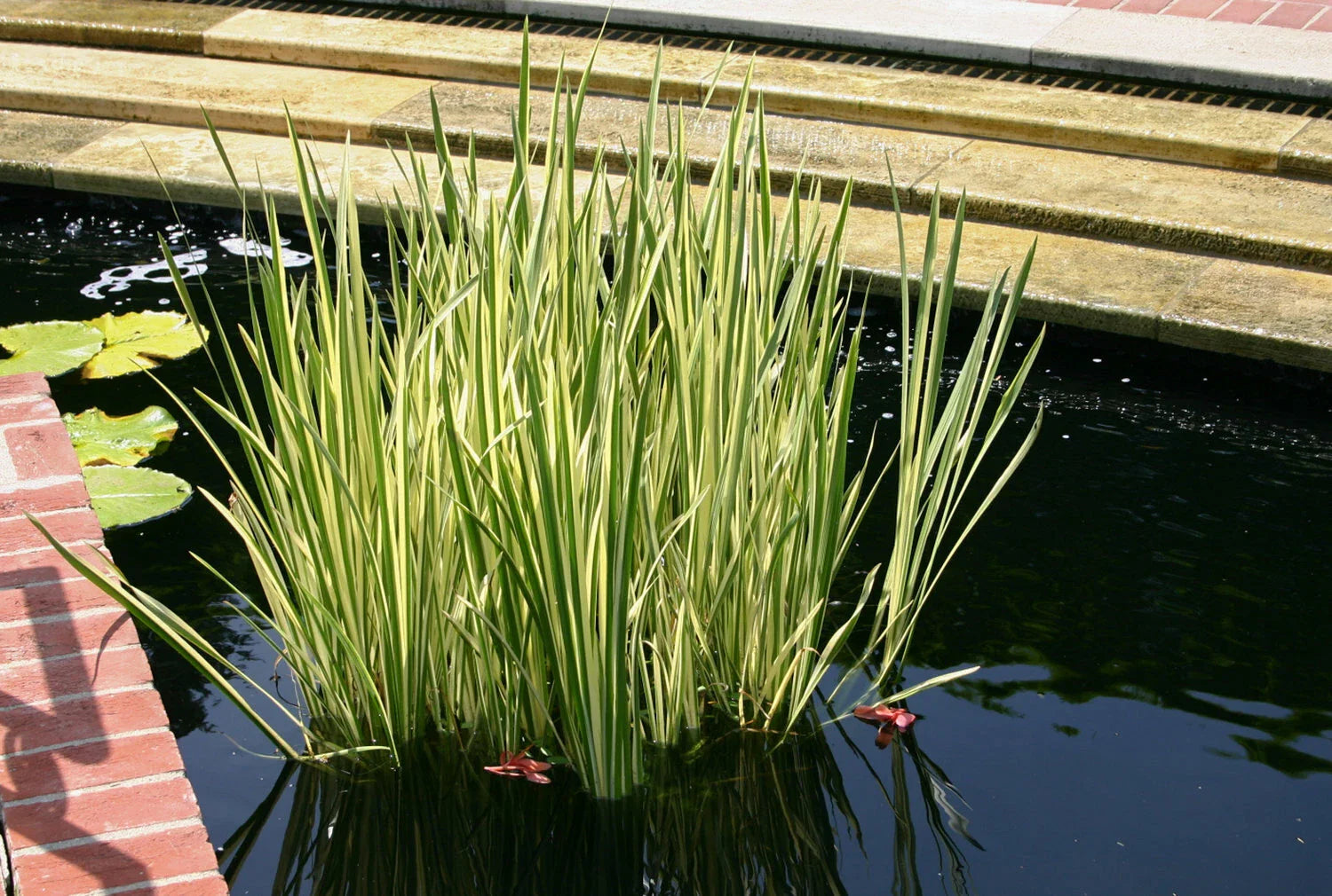 Cold Hardy Variegated Sweet Flag Aquatic Plant - Ideal for Ponds - Acorus gramineus 'Variegatus'