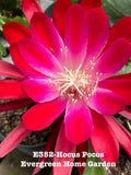 Epiphyllum Orchid Cactus Plant "Hocus Pocus" in 4” Starter Pot - Rooted Tropical Succulent, Perfect for Indoor Gardening
