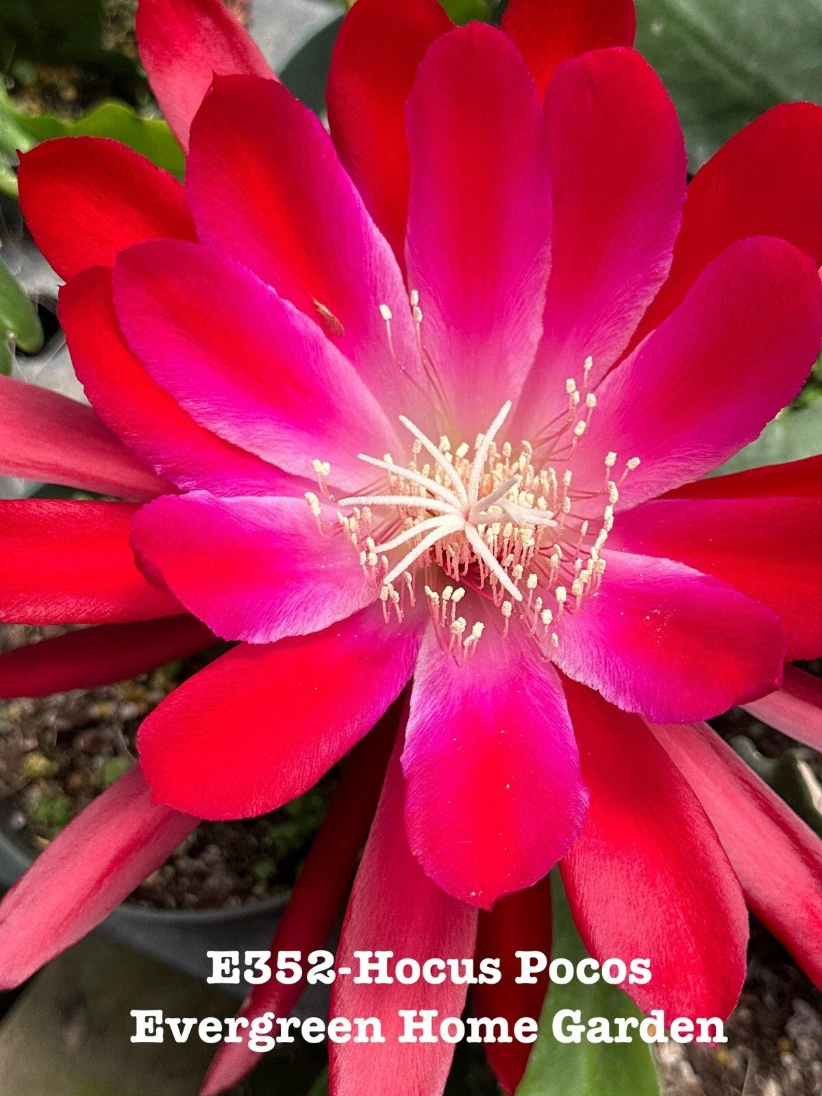 Epiphyllum Orchid Cactus Plant "Hocus Pocus" in 4” Starter Pot - Rooted Tropical Succulent, Perfect for Indoor Gardening