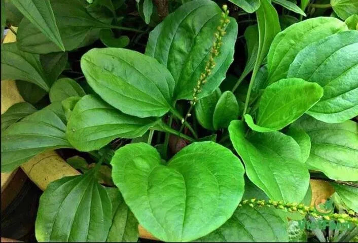 Plantain Seeds - 1000+ Count - Broadleaf - Plantago major - USA Seller - 2024 Harvest