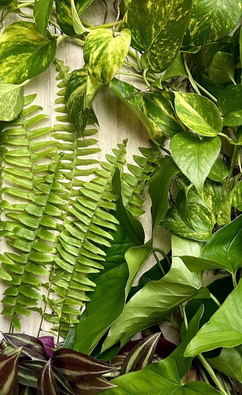 Live Rooted House Plant Cuttings - 20 Pieces, Four Varieties, Indoor Plants for Home Decor, Easy Care Houseplants
