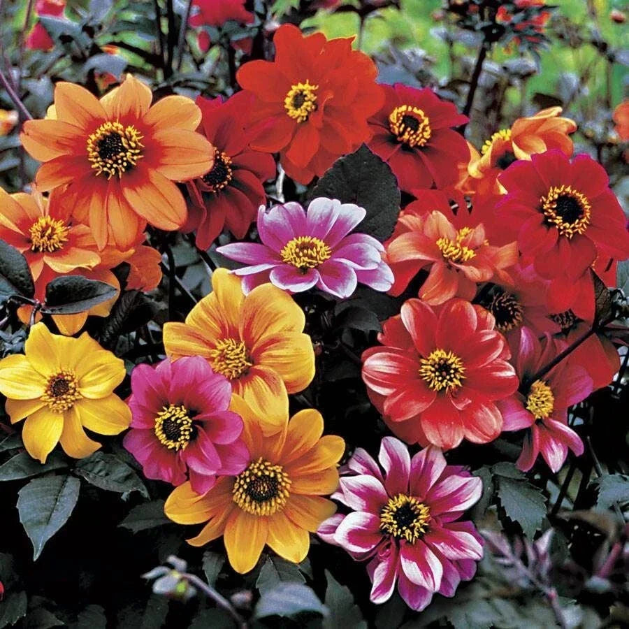 Dahlia Live Plant - Bishop's Children - Multicolor Flowers - Easy to Grow - Long Lasting - Garden Perennial