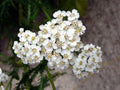 Yarrow Seeds - 2000+ Heirloom Perennial White Flowers | Medicinal Herb (Achillea millefolium)
