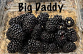 3 Pack Big Daddy Thornless Blackberry Live Plants - Rubus fruticosus, Perfect for Outdoor Garden, Easy to Grow