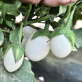 20+ White Eggplant Seeds - Non-GMO Organic Fresh Garden Seeds - Solanum melongena