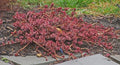Red Carpet Sedum Live Plant Starter Clump Ground Cover Sedum spurium - Trailing Succulent, Red Foliage, Evergreen