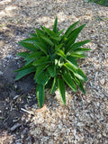 Comfrey Root Cuttings - 5 Pack - Russian Bocking 14 - Symphytum × uplandicum - 1-3 Inch