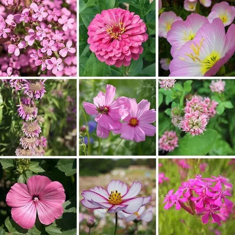 Pink Wildflower Seed Mix 200 Seeds - Organic USA Wildflower Blend