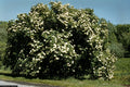 Nannyberry Starter Plant 8-12 Inches Viburnum lentago Hardy Shrub Small Tree Zones 5-9 Freshly Dug Live Plant