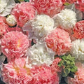Hollyhock Seeds - 25 Perennial Flower Seeds - Colorful Blooms - Alcea rosea - US Seller