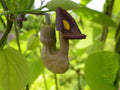 Pipevine Seeds 20 - Aristolochia durior - Exotic Climbing Plant with Unique Pipe-Shaped Flowers