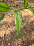 Epipremnum Amplissimum Silver Streak Cutting | 2 Node Unrooted Pothos | Fresh Plant Propagation Material