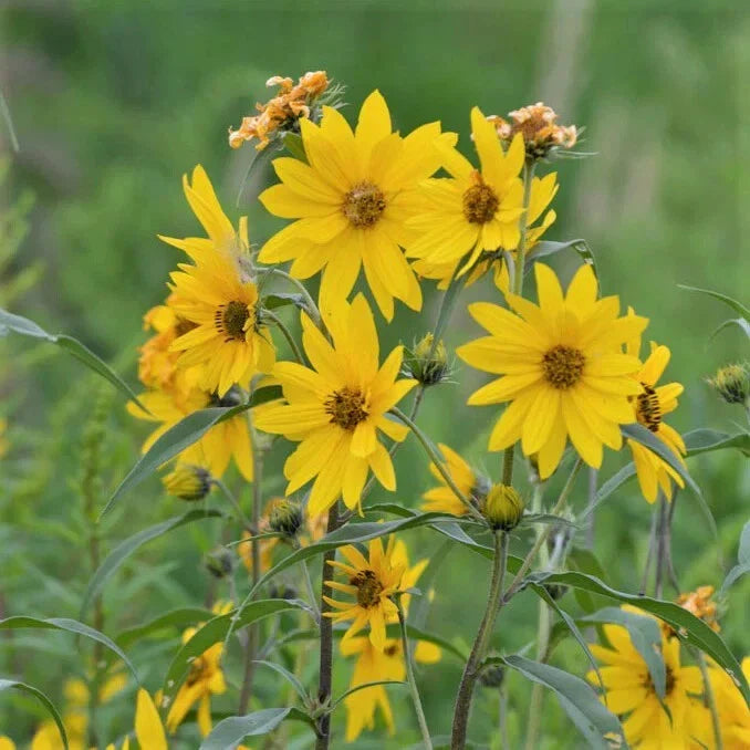 Maximilian Sunflower Seeds 500 Count NON-GMO - Helianthus maximiliani, Free Shipping