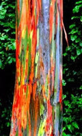 Rainbow Eucalyptus Plant Seeds, 25+ Spectacular Colorful Bark, Eucalyptus deglupta, Tropical Garden Seeds
