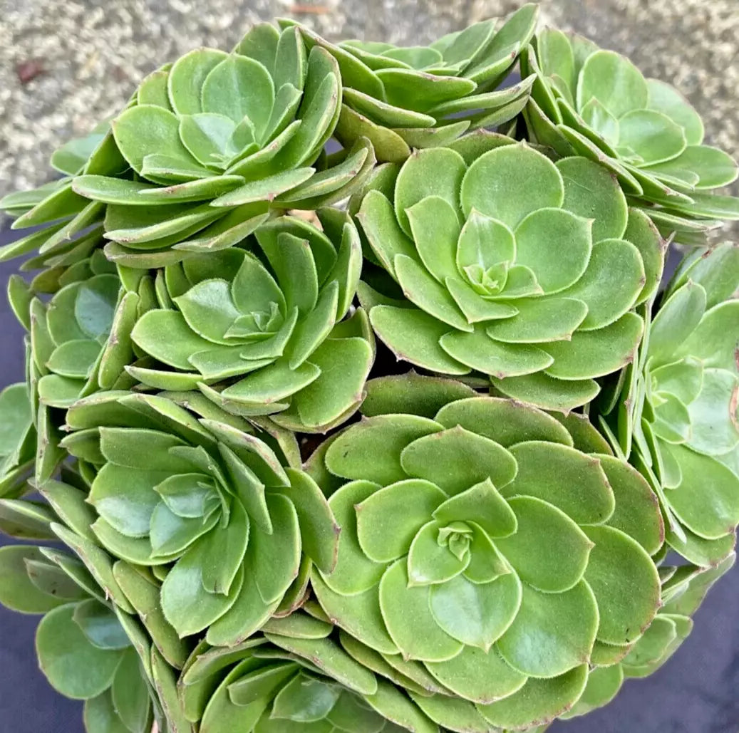 Large Aeonium Arboreum Plant - Green Rose - 1 Gallon - 6 Inch Succulent