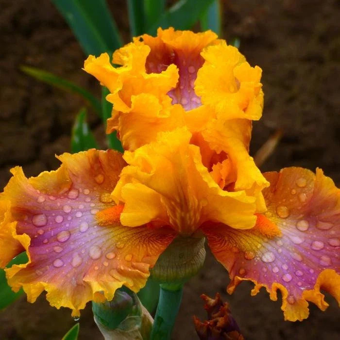 Iris Germanica 'Nice Job' Rhizome - Tall Bearded Iris, Purple Flowering Perennial Plant for Garden