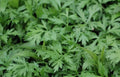 Organic Mugwort Starter Plants - 15 Health-Rooted Artemisia vulgaris - Cay Ngai Cuu -艾葉, No Pesticides, Grown in Garden