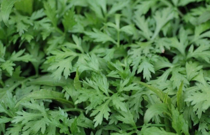 Organic Mugwort Starter Plants - 15 Health-Rooted Artemisia vulgaris - Cay Ngai Cuu -艾葉, No Pesticides, Grown in Garden