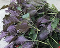 Shiso Seeds - 150 Pack - Perilla, Green - 2024 USA Grown