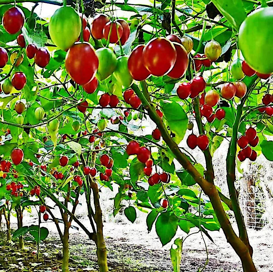 Tamarillo Tree Tomato Seeds - Fast Growing, Yields 60+ lbs of Fruit - Solanum betaceum