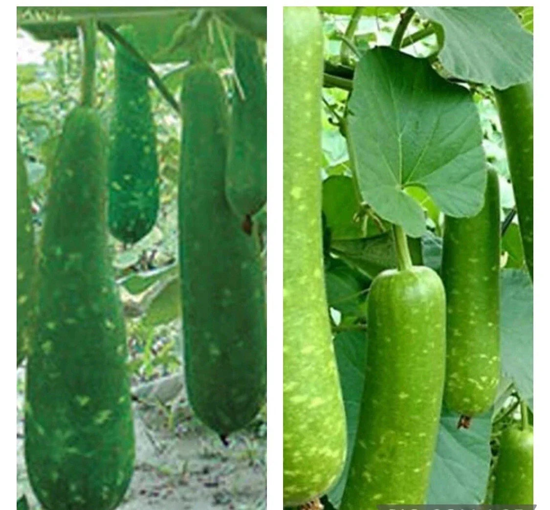 Long Mottled Green Gourd Seeds - 15 Heirloom Non-GMO Seeds - Cucurbita pepo - Buy 2 Get 1 Free