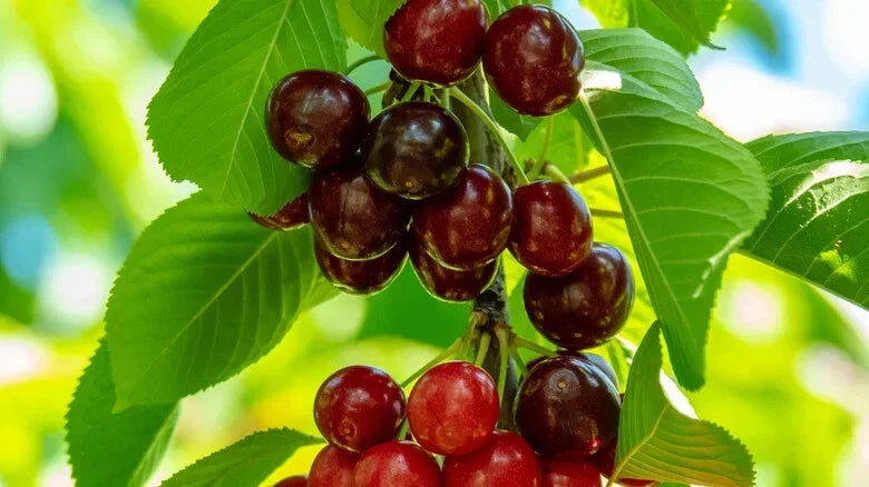 Sweetheart Cherry Seeds, 10+ Pack, Garden Planting, Prunus avium - USA, Fast Shipping