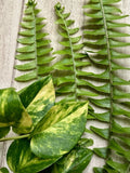 Rooted Plant Cuttings - 10 Pothos & Fern Varieties - Epipremnum aureum & Various Ferns