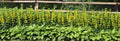 10 Bare Root Yellow Loosestrife Perennial Plants (Lysimachia vulgaris) - Butterfly Attracting, Deer Resistant, Outdoor Garden Flowers