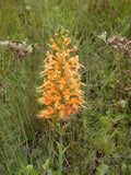 Orange Fringed Orchid Rhizomes - 5 Platanthera ciliaris Planting Tubers for Garden or Landscape