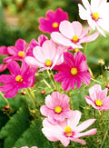 Cosmos Seeds - 200+ Hot Pink & White Mix - Flower Seeds for Garden - Cosmos bipinnatus