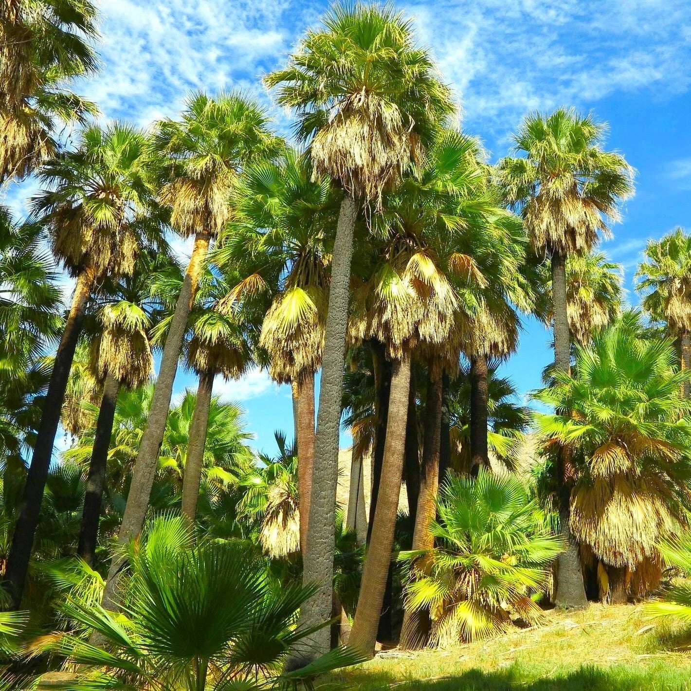 Giant California Palm Tree Seeds | Washingtonia | Fast Shipping | Ideal for Landscaping