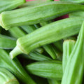 Okra Seeds 30 Ct Perkins Long Pod Non-GMO Heirloom Vegetable Seeds for Gardening