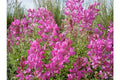 Northern Sweetvetch Seeds - 51+ Count - Native Wildflower for Drought, Heat, Cold, Poor Soils - (Hedysarum boreale)