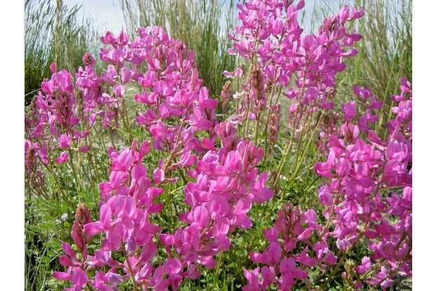 Northern Sweetvetch Seeds - 51+ Count - Native Wildflower for Drought, Heat, Cold, Poor Soils - (Hedysarum boreale)