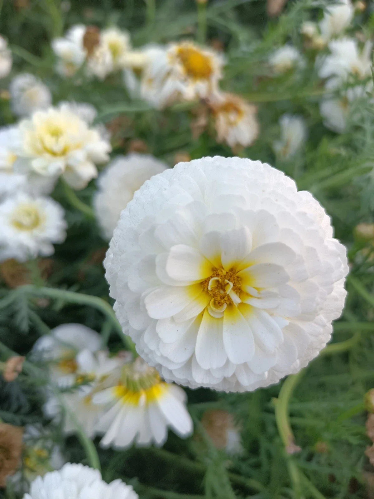 Moonlight Marigold Seeds - 30 Non-GMO Heirloom Large Double Bloom Seeds (Tagetes erecta)