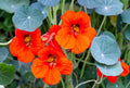 Nasturtium Live Plants 4" Pot Kaleidoscope Mix Tropaeolum Majus Edible Flowers