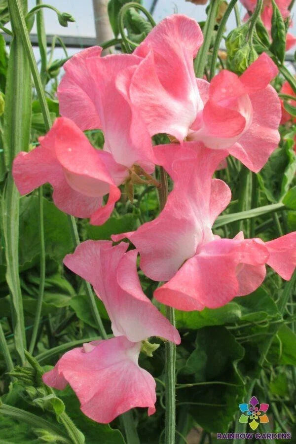 Sweet Pea Seeds 50+ Pack - Lizbeth Variety - Perfect for Garden Planting - Lathyrus odoratus