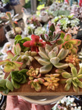 Succulent Cuttings Mixed Selection Box 30+ pcs - Assorted Varieties for Planting and Propagation - Ideal for Home Decor