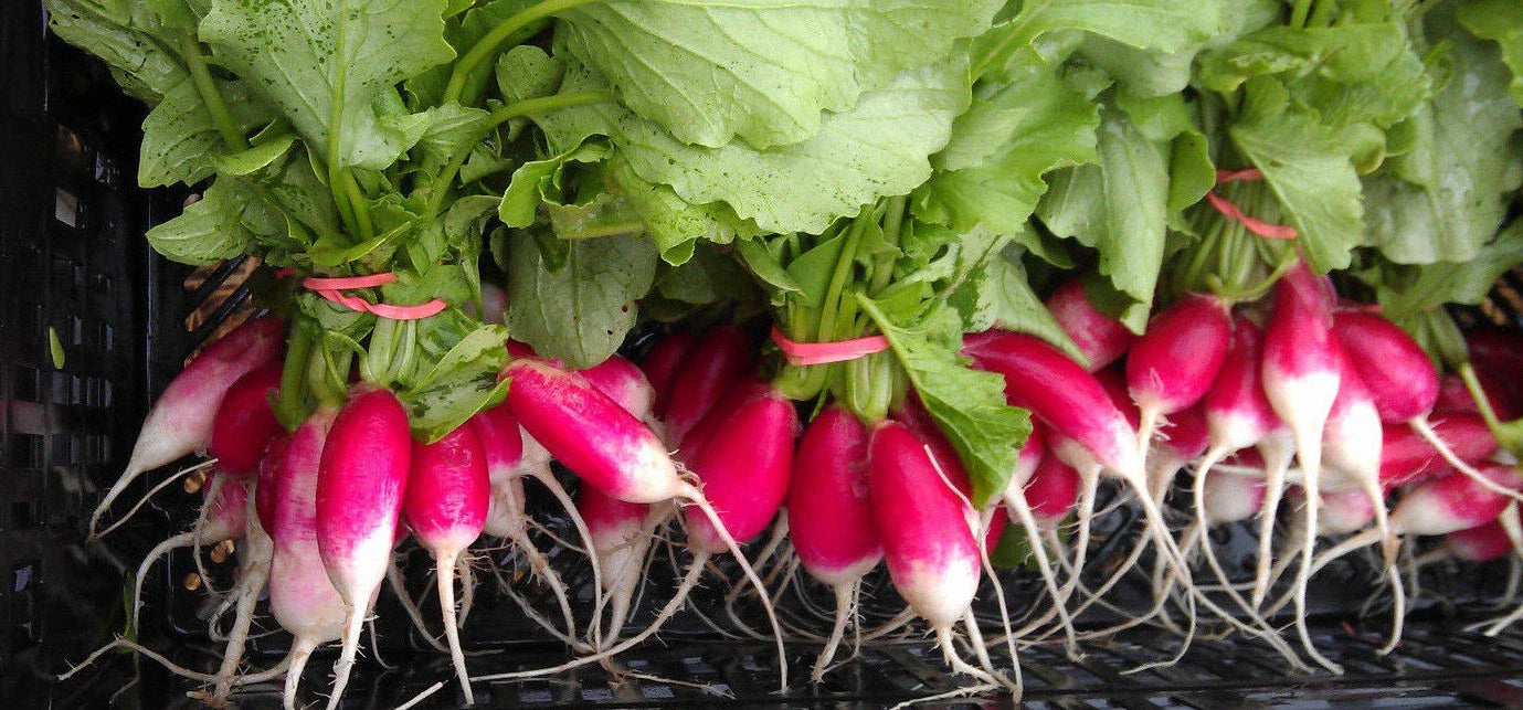 French Breakfast Radish Seeds - Heirloom 100 Count Packet - Raphanus sativus