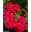 Double Red Bougainvillea Starter Plant - Small Well Rooted - Rare HTF (Bougainvillea glabra)